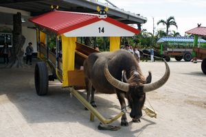 일본 유부지마의 관광용 물소 수레
