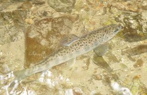 어린 대서양 연어