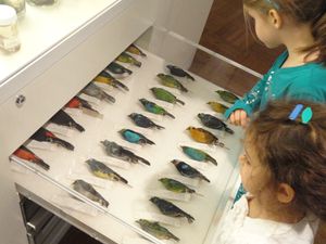 박물관에는 과거 수세기 동안의 많은 조류 표본이 전시되어 있다.