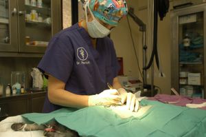 수의병원 수술장면