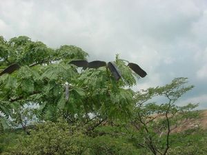 산악 음푸티(Brachystegia glaucescens)의 잎과 꼬투리