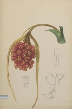 판다누스 레펜스(Pandanus repens)