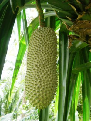 판다누스 심플렉스(Pandanus simplex)