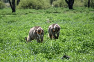 물영양은 주로 초식 동물이다.