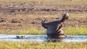 입을 벌려 하품하는 하마