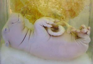 보존된 하마 태아