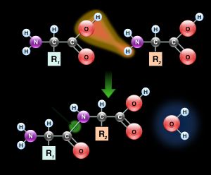 Two amino acids are shown next to each other. One loses a hydrogen and oxygen from its carboxyl group (COOH) and the other loses a hydrogen from its amino group (NH2). This reaction produces a molecule of water (H2O) and two amino acids joined by a peptide bond (–CO–NH–). The two joined amino acids are called a dipeptide.