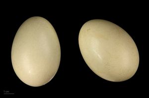 툴루즈 박물관(Museum of Toulouse) 소장 알