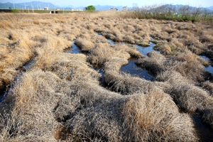 연천 은대리 물거미 서식지