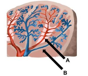 비장은 백색 펄프(A)와 적색 펄프(B)라는 두 가지 서로 다른 조직으로 구성됩니다. 백색 펄프는 면역 세포와 혈구의 생성 및 성장 기능을 담당합니다. 적색 펄프는 항원, 미생물 및 결함이 있거나 손상된 적혈구를 걸러내는 기능을 합니다.
