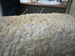 개에게 시행하는 침