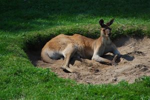 토론토 동물원 오스트랄라시아관에 있는 서부 회색 캥거루