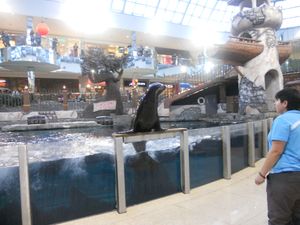 2012년 WEM의 바다사자 쇼