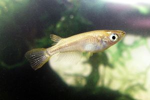 미유기 Oryzias latipes (송사리과). 일본에 자연 분포하는 송사리과 어류이지만, 환경 악화로 인해 개체수는 급격히 감소하고 있다.