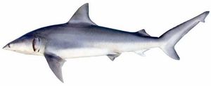 가느다란이빨상어 (Carcharhinus isodon)