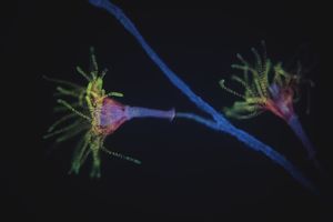 자포동물 군체의 폴립