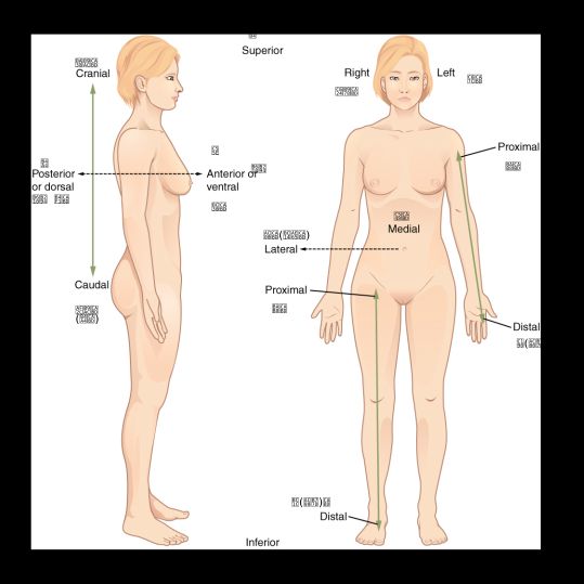 해부학적 자세(anatomical position)