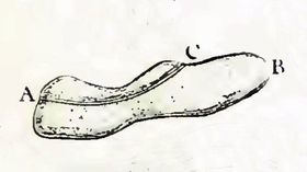 루이 조블로가 1718년에 그린 "짚신벌레"