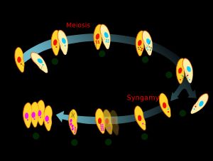 꼬리물결짚신벌레의 접합 단계