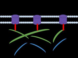 미세섬유, 인지질 이중층, 인테그린, 프로테오글리칸, 피브로넥틴, 콜라겐, 엘라스틴