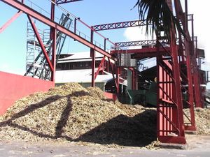 섬 내 럼주 증류소에 모이는 사탕수수