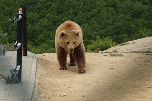 프리슈티나 곰 보호구역의 곰들 중 하나