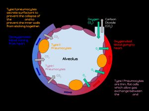 폐포의 주석이 달린 다이어그램