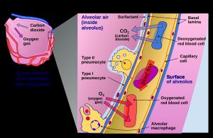 폐포와 모세혈관의 단면도. 단면의 일부가 확대되어 I형 세포와 모세혈관 세포를 통한 산소와 이산화탄소의 확산을 보여준다.