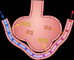 폐포에서의 가스 교환