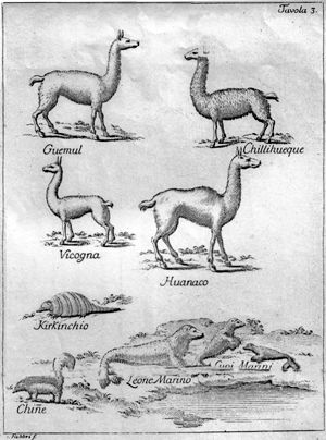 1776년 다양한 라마류를 묘사한 그림