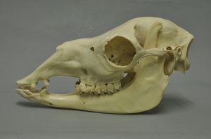 과나코의 두개골