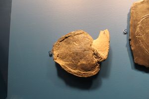 카르디펠티스 화석 골격