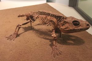 카코프스 화석 골격