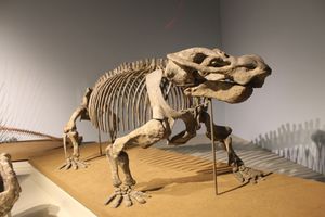 디키노돈트 화석 골격