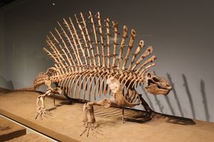 필드 자연사 박물관(Field Museum)에 전시된 E. pogonias의 골격