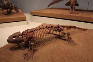 세이무리아 화석 골격