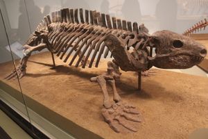 디아스파락투스 화석 골격