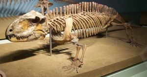 스페나코돈은 등 뒤를 따라 낮은 볏을 가지고 있었다