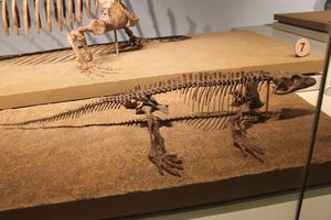 바라놉스 화석 골격