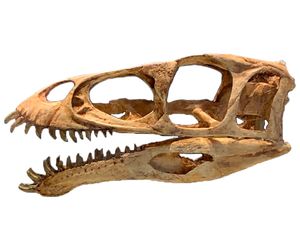 필드 자연사 박물관에 전시된 마시아카사우루스의 재구성된 두개골