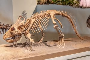 프로토케라톱스 화석 골격