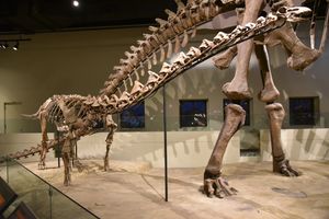 라페토사우루스 화석 골격