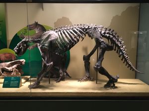 바리람다 화석 골격