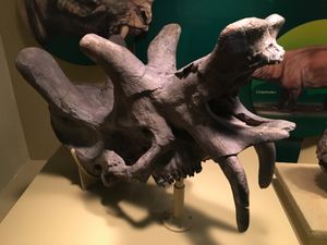 에오바실레우스 화석 두개골