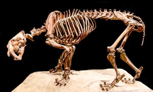 스밀로돈 화석 골격