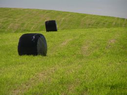 롤베일랩사일로가 산재해 있는 홋카이도(北海道)의 목초지