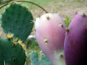 손질하지 않은 선인장 열매