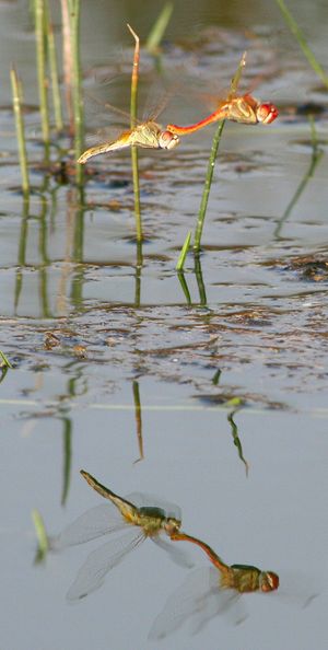 짝짓기 경호 자세를 취하고 있는 붉은점모람잠자리 (Sympetrum fonscolombii)