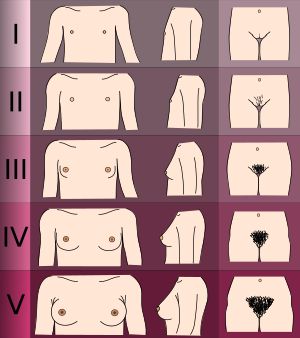 여성은 유방의 타너 단계에서 사춘기에 접어드는 II의 전반(유두기)부터 젖꼭지가 발달하기 시작하고(Thelarche), V에 가까워질수록 커진다. 색깔은 I은 옅은 핑크색이지만 II부터 V까지는 개인차에 따라 옅은 핑크색 그대로인 사람도 있고 검게 변하는 사람도 있다.
