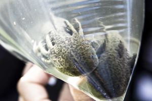 SEMARNAT에 의한 소치밀코 운하로의 멕시코도롱뇽 방류 전